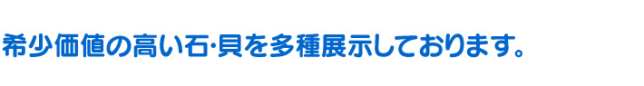 希少価値の高い石・貝を多種展示しております。